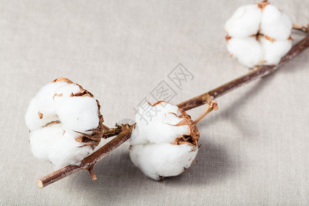 棉花植物的天然干枯树枝棉织布上有花图片