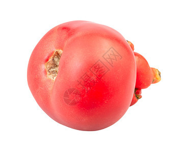 白色背景上孤立的红番茄芽图片