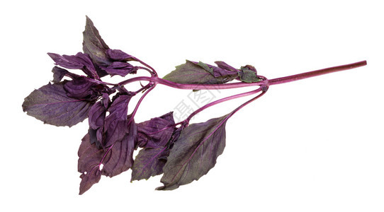 白色背景的新鲜黑紫丁基草药树枝图片