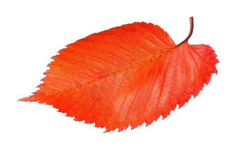 白背景隔离的树红落叶图片