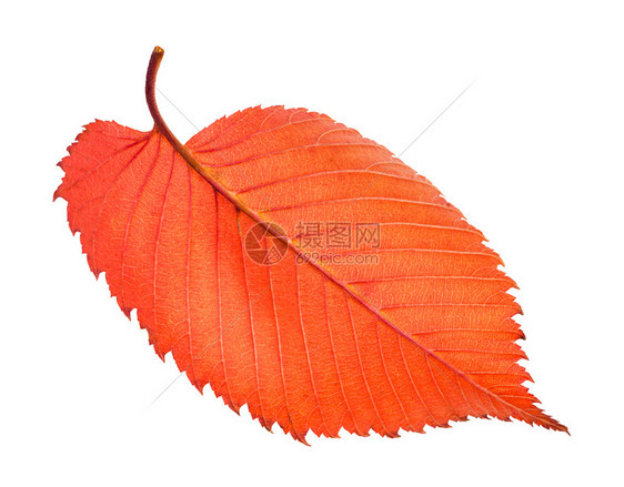 红色树叶落的背面白景的树叶被隔离图片