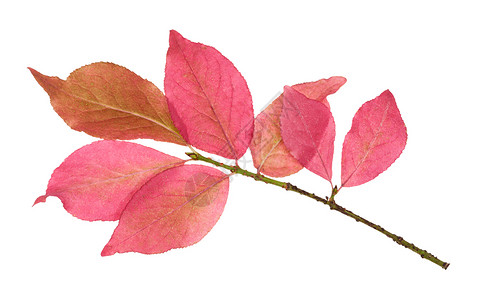 秋天在树枝上粉红叶的尤奥尼穆斯灌木在白色背景上被隔离图片