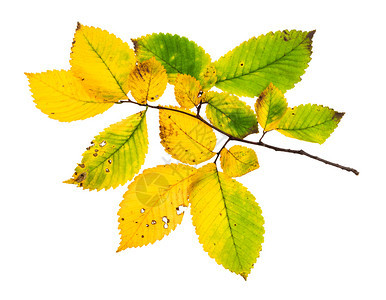 秋天榆树的叶子变黄的枝孤立于白色背景上图片