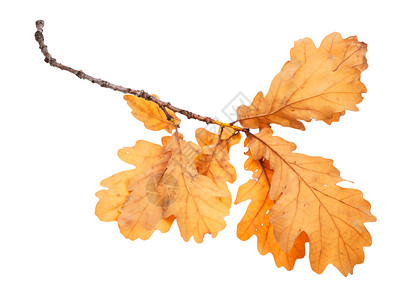 秋天有棕橡树叶的枝图片