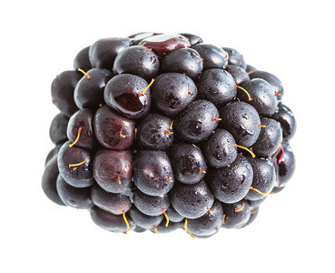 在白色背景中隔离的熟黑莓图片