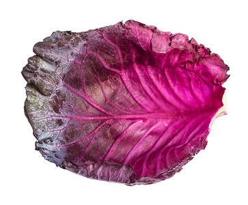 白背景的红的红菜叶紫色片图片