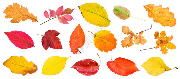 有许多秋叶和树枝白色背景上隔绝的树枝和图片