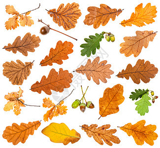 许多不同的橡树叶在白色背景上被孤立图片