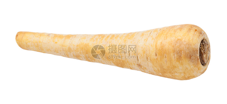 白底隔离的Parsnippastinacaativa工厂的单一成熟根图片