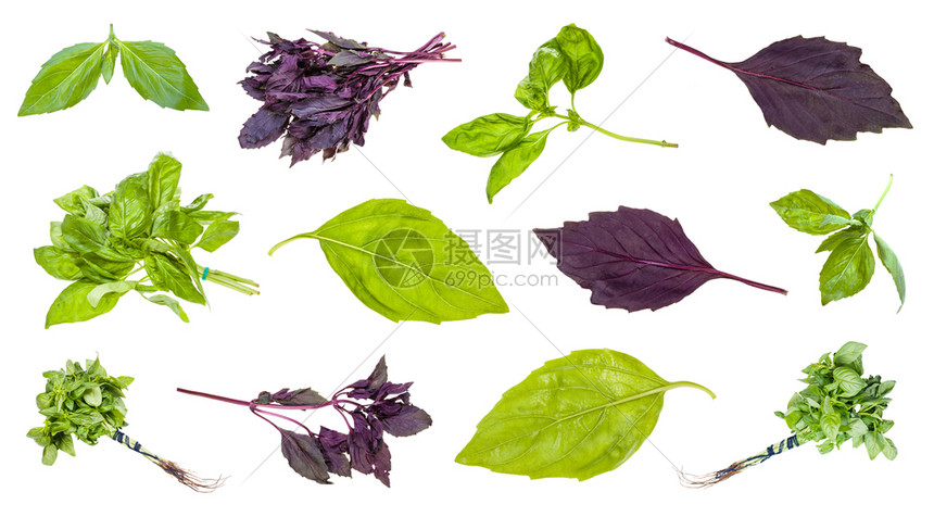 白底隔离的Basil植物的各种叶和树枝图片