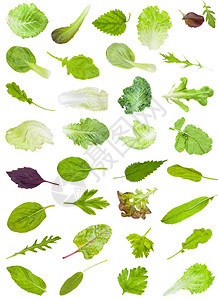 由白色背景中隔绝的食用绿树叶中各种新鲜子组成图片