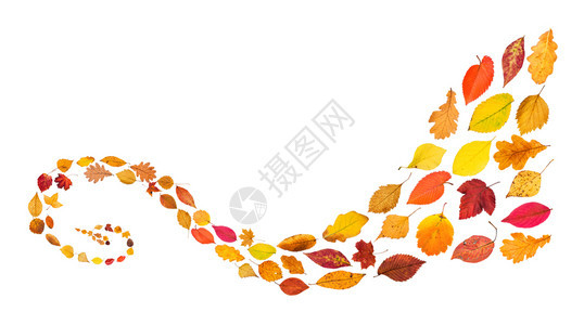 许多自然秋叶的堆积层白背景隔绝的落叶螺旋模式图片