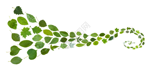 许多自然叶的涂层白背景孤立的绿叶螺旋模式图片
