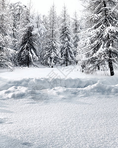 冬日雪覆盖的锥形森林图片
