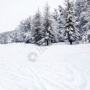 冬日市公园的风景有滑雪跑车和覆盖的风毛树图片