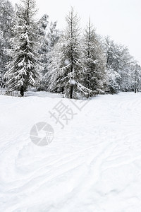 冬日雪场雨和覆盖的锥形森林图片