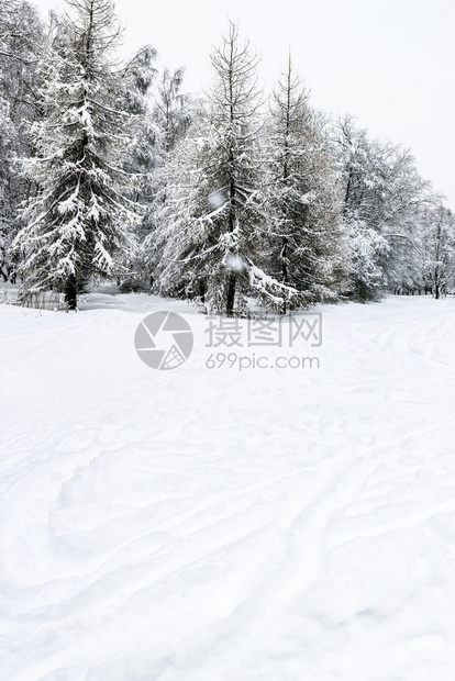 冬日雪场雨和覆盖的锥形森林图片