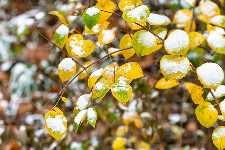 秋天寒冬城市公园的黄树叶和绿上第一场雪图片