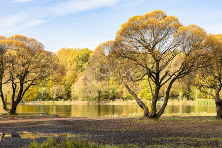 在阳光明媚的秋天在城市公园池塘岸上的黄柳树图片