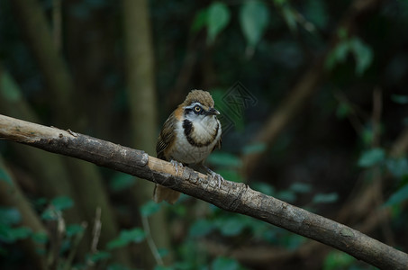 泰国自然中的小项链笑蛙Garrulaxmonileger图片