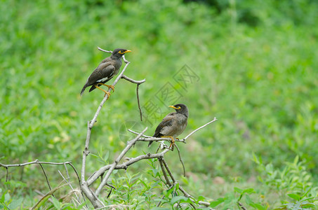 常见的麦子鸟三栖在树上垂着图片