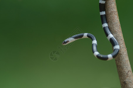 自然界常见的树上拴狼蛇或常见的拴蛇Dryocalamusdavisonii图片
