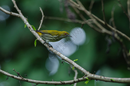 栖息在树枝上的黄色开口啄花鸟图片