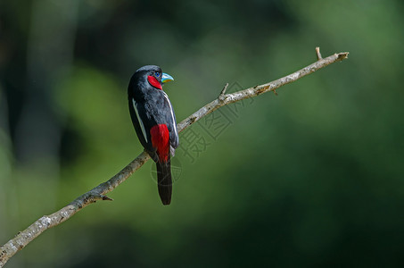 树枝上的红色与黑色羽毛的小鸟图片