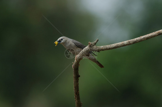 栗色尾椋鸟sturnusmalabaricus站在自然界的树枝上泰国图片