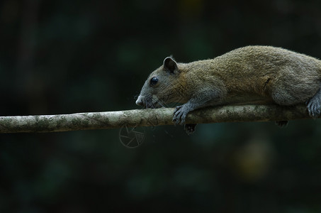 泰国森林树上的灰色腹壳松鼠图片