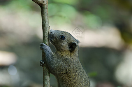 泰国森林树上的灰色腹壳松鼠图片