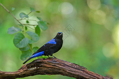 亚洲童话蓝鸟Irenapuella图片