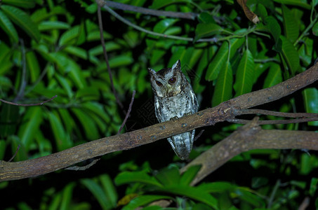 夜间树上有领猫头鹰Otusbakkamoena图片