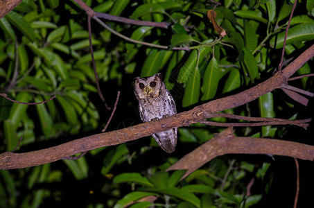 夜间树上有领猫头鹰Otusbakkamoena图片