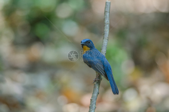 Tickell的蓝苍蝇捕猎器在森林树枝上徘徊图片
