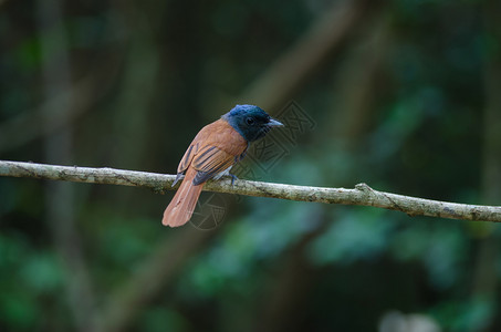 鸟类在大自然中亚洲的天堂捕鸟者围着树枝图片