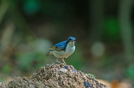 西伯利亚蓝蜂Lusciniacyane美丽的蓝鸟在大自然中站立图片