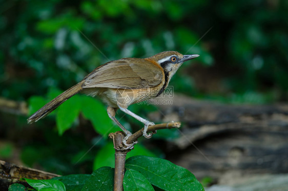 栖息在自然界树枝上的小项链笑刺泰国Garrulaxmonileger图片