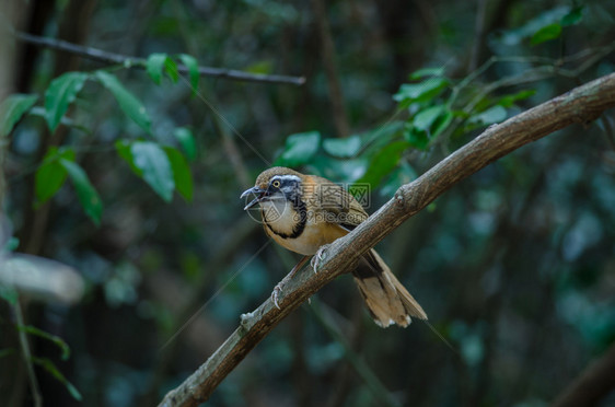 栖息在自然界树枝上的小项链笑刺泰国Garrulaxmonileger图片