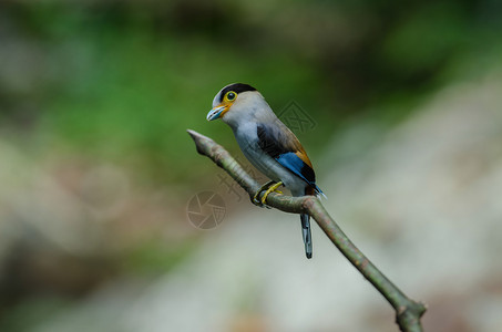 树枝上的彩色鸟银胸阔嘴鹬Serilophuslunatus图片