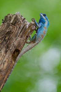 泰河沿岸热带森林中的蓝冠状蜥蜴Calotesmystaceus图片