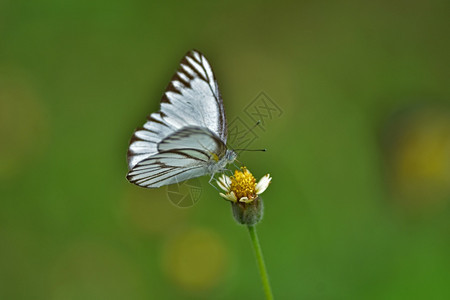 花朵上的蝴蝶在草原上的花朵春末巨集图片