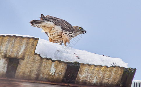 能吃的鸽子图片