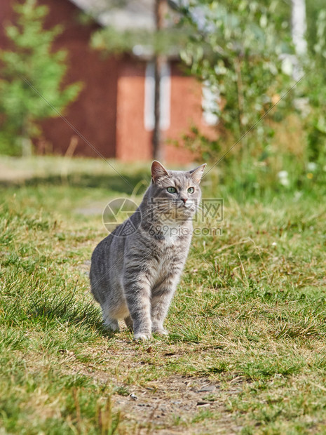 在路上的猫图片