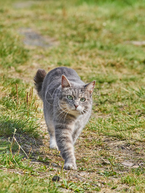 在路上的猫图片