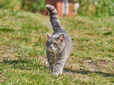 在路上的猫图片