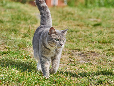 在路上的猫图片