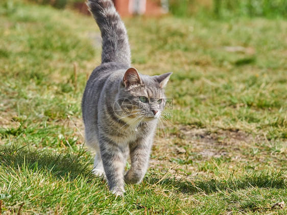 在路上的猫图片