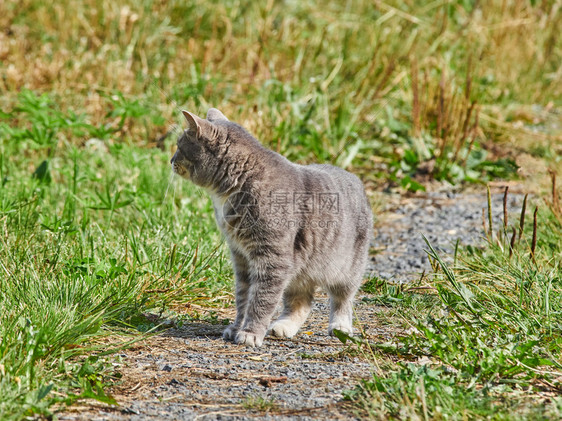 在路上的猫图片