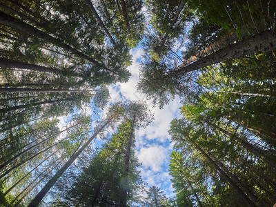 柳树从下往上拍图片